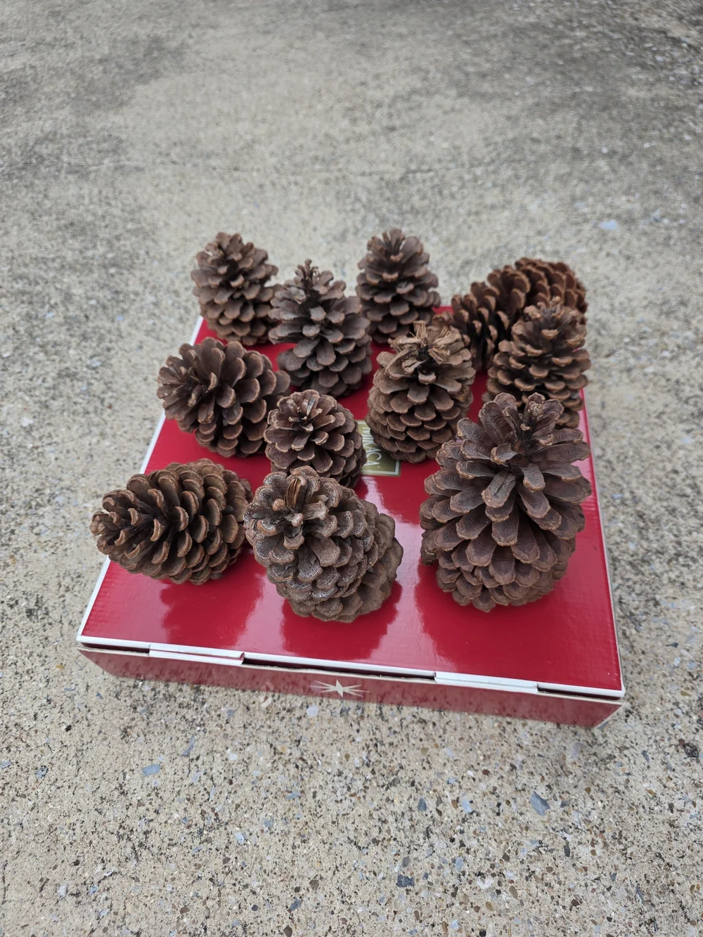 Set Of 11 Natural Brown Pine Cone Decorative Accents - Home Accents